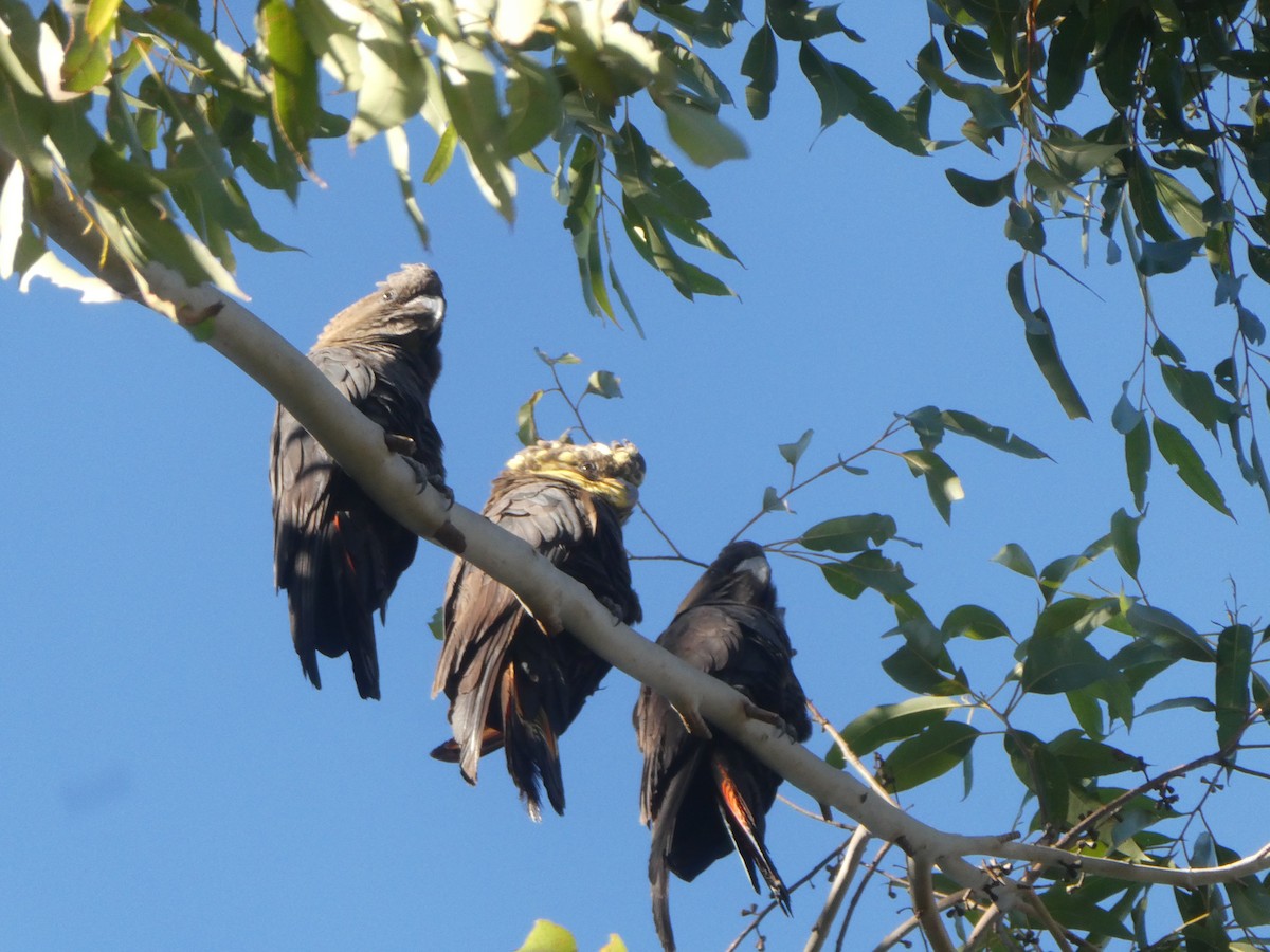 Parlak Siyah Kakadu - ML597259551