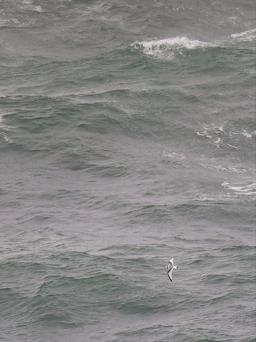 Black-legged Kittiwake - ML597260161