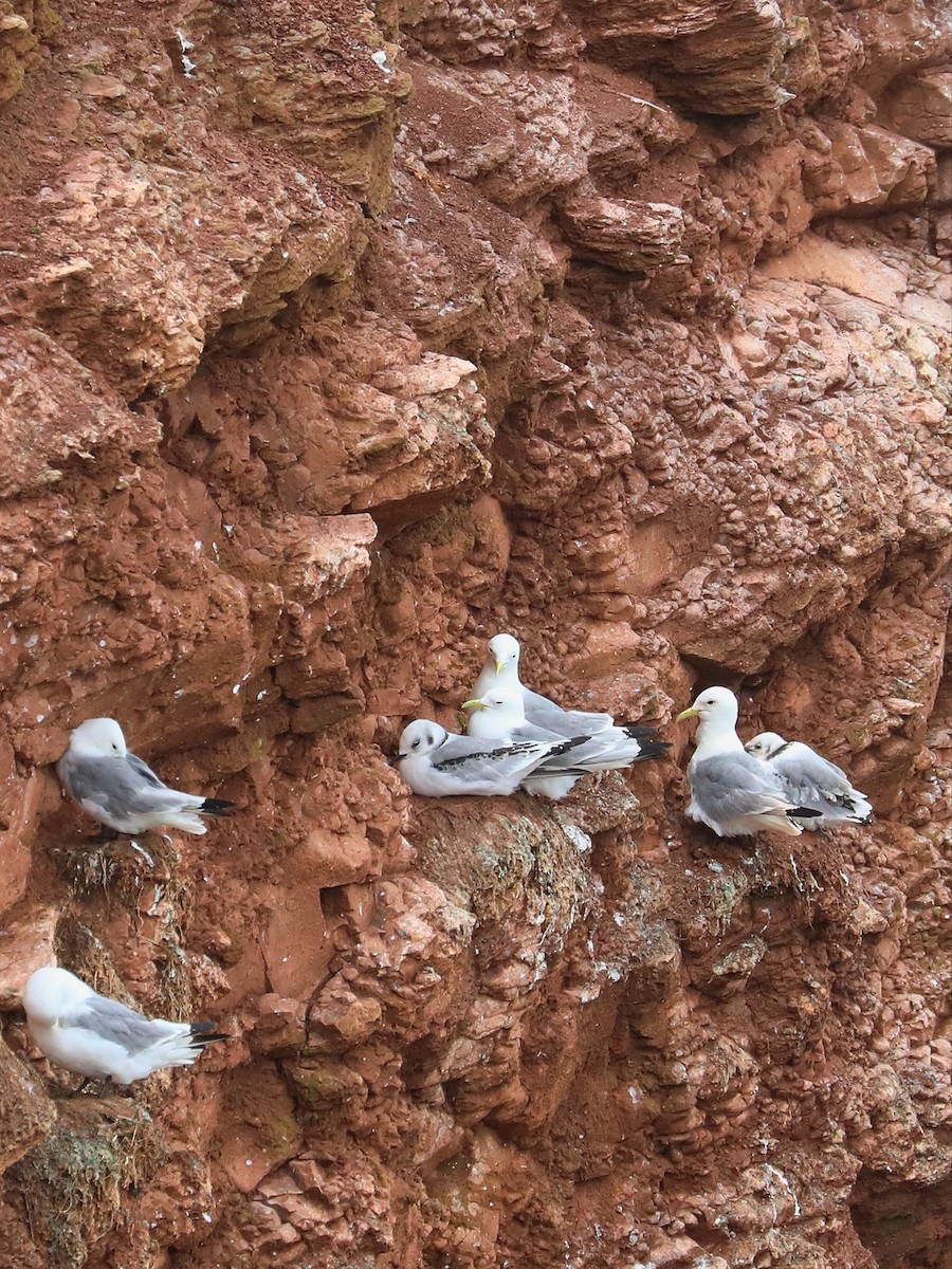 Black-legged Kittiwake - Matthias Alberti