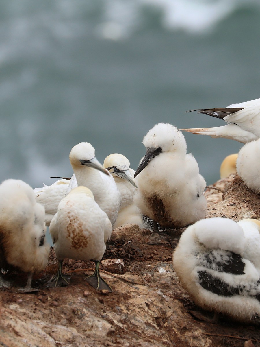 Northern Gannet - ML597260241