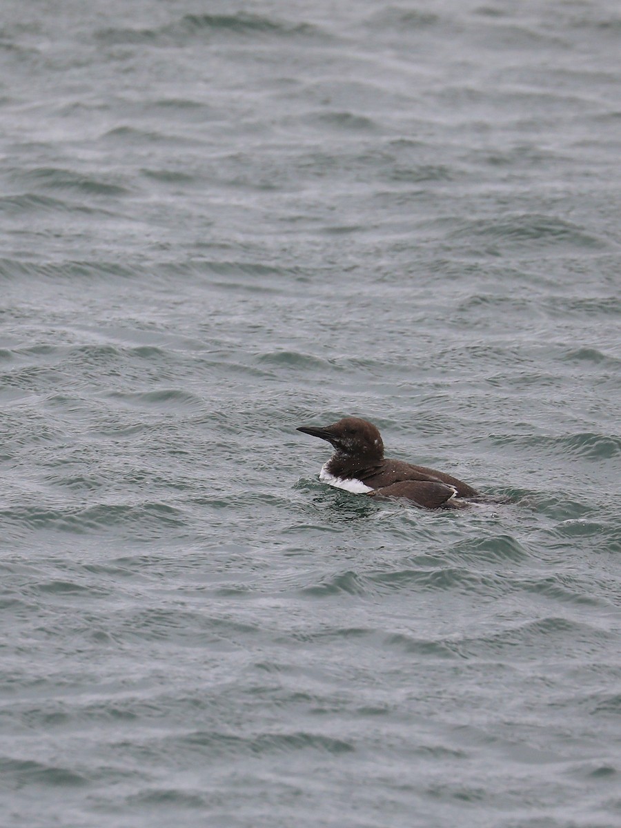 Common Murre - ML597260351