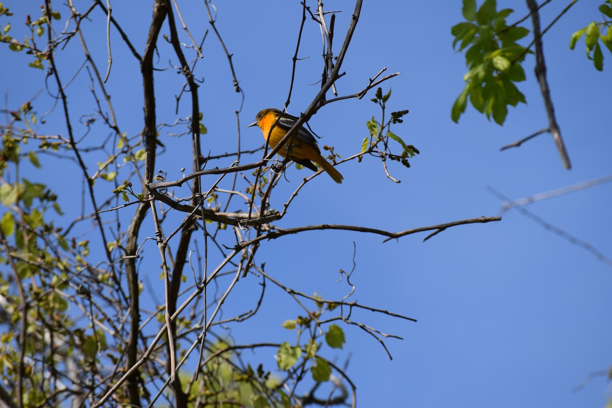 Baltimore Oriole - ML59726041