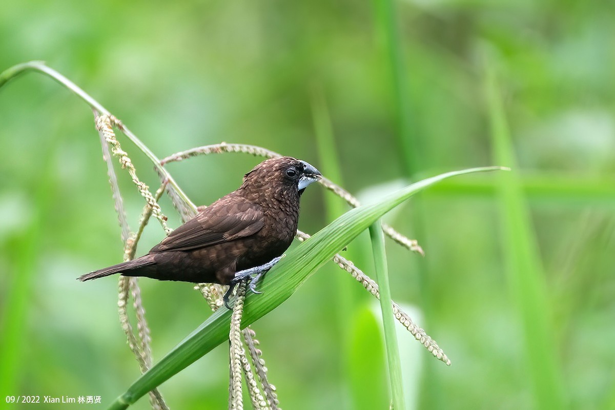 Dusky Munia - Lim Ying Hien