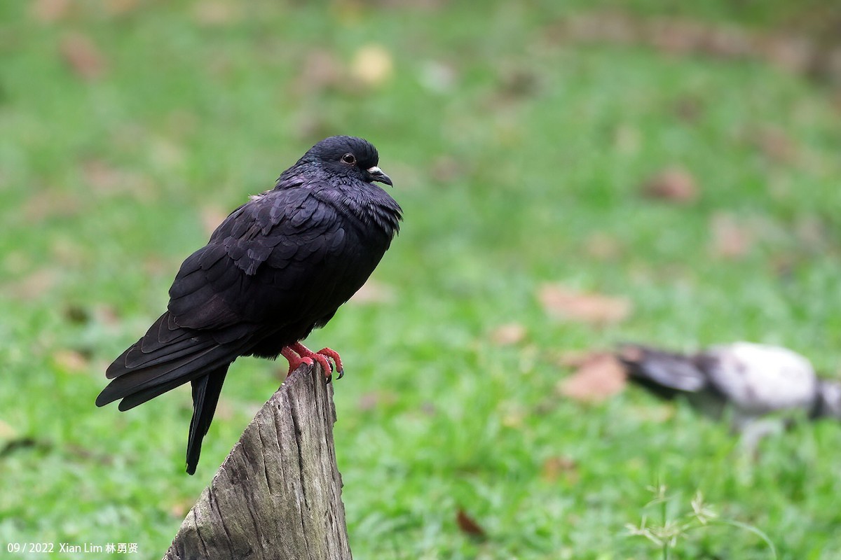 Rock Pigeon (Feral Pigeon) - ML597260591