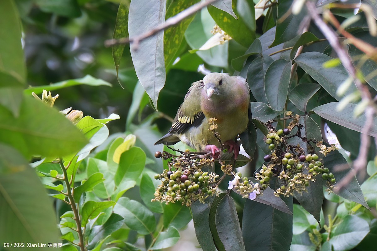 Pink-necked Green-Pigeon - Lim Ying Hien