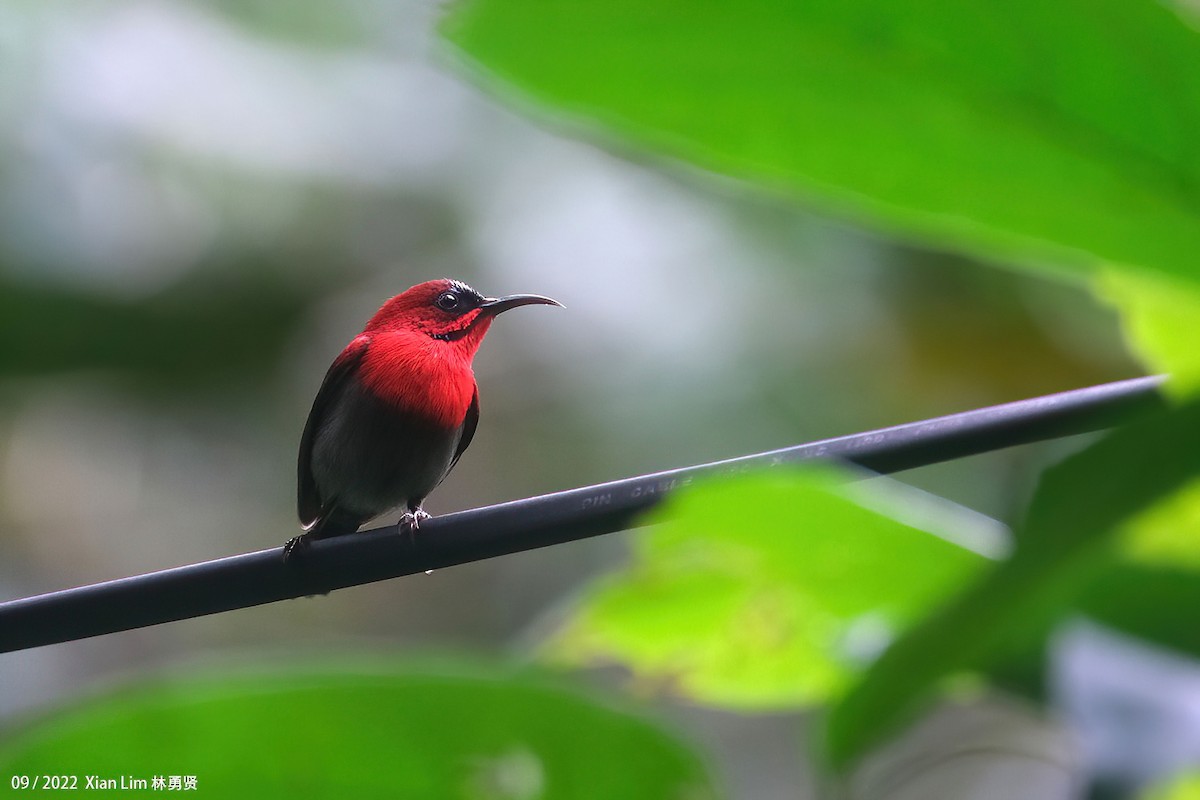 Crimson Sunbird - ML597260641