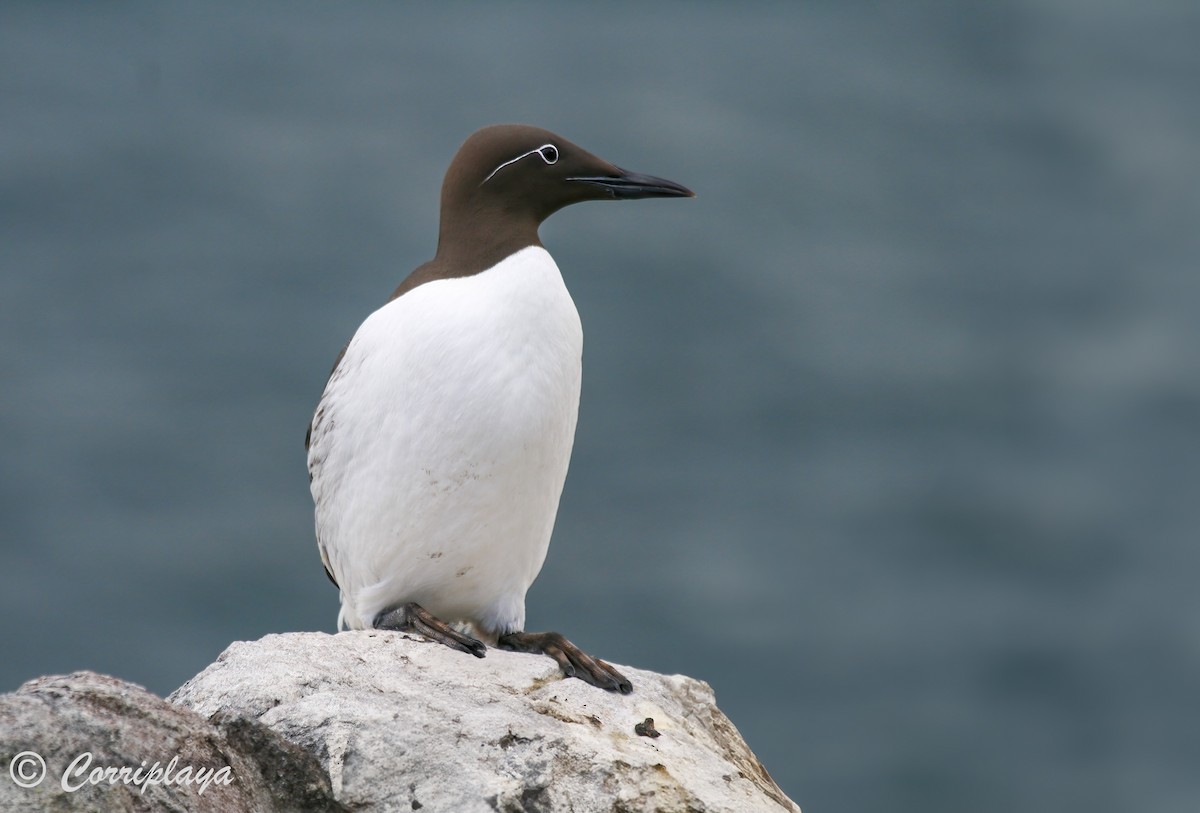 Common Murre - ML597260841