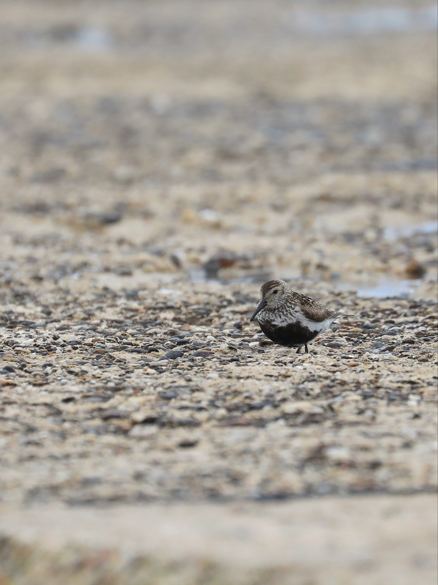 Dunlin - ML597260891