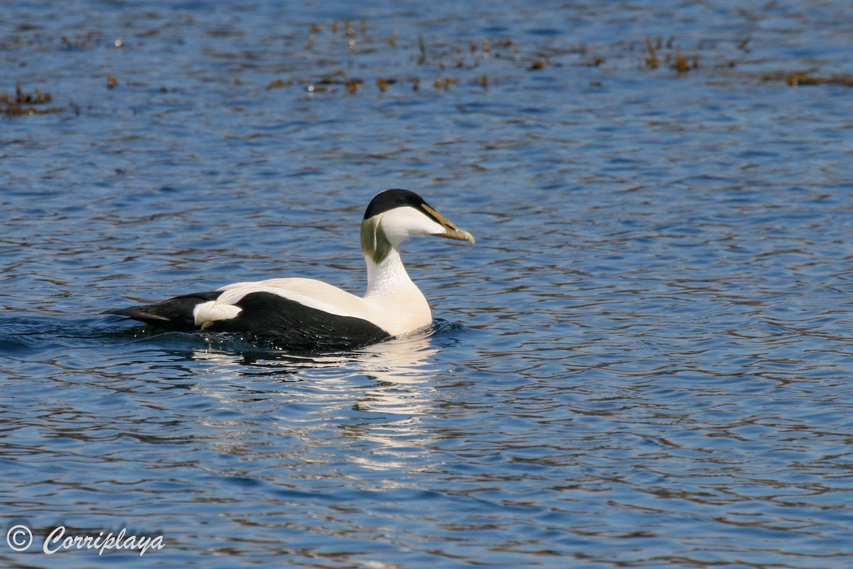 Common Eider - ML597261001