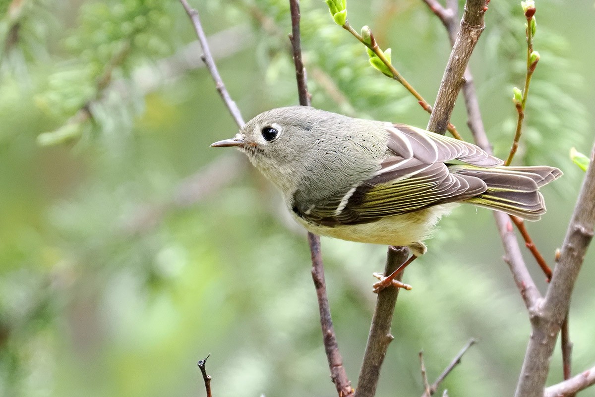 Ruby-crowned Kinglet - Jose Antonio Lama