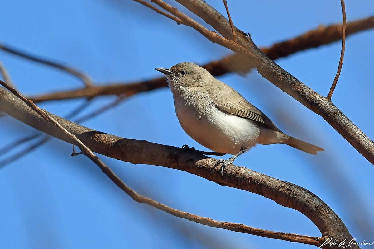 Gray Honeyeater - Peter Waanders