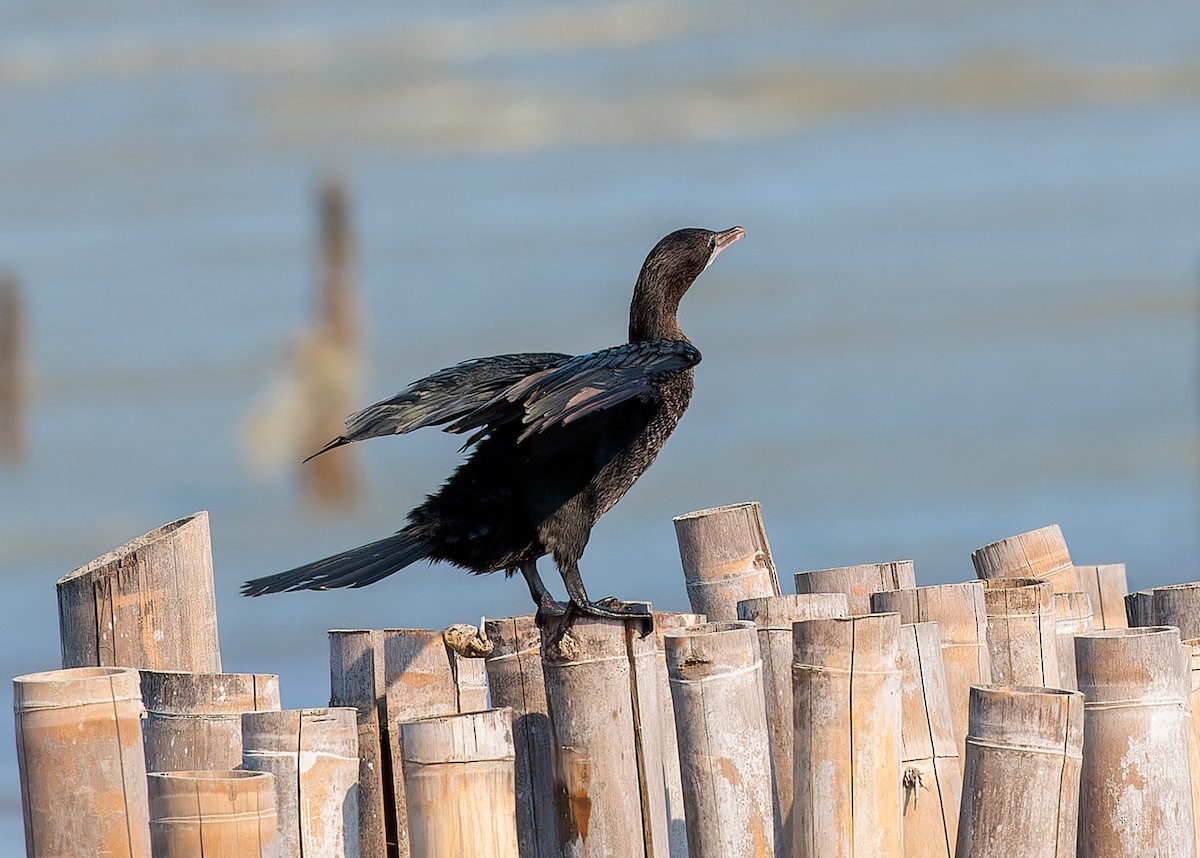 Little Cormorant - ML597262551