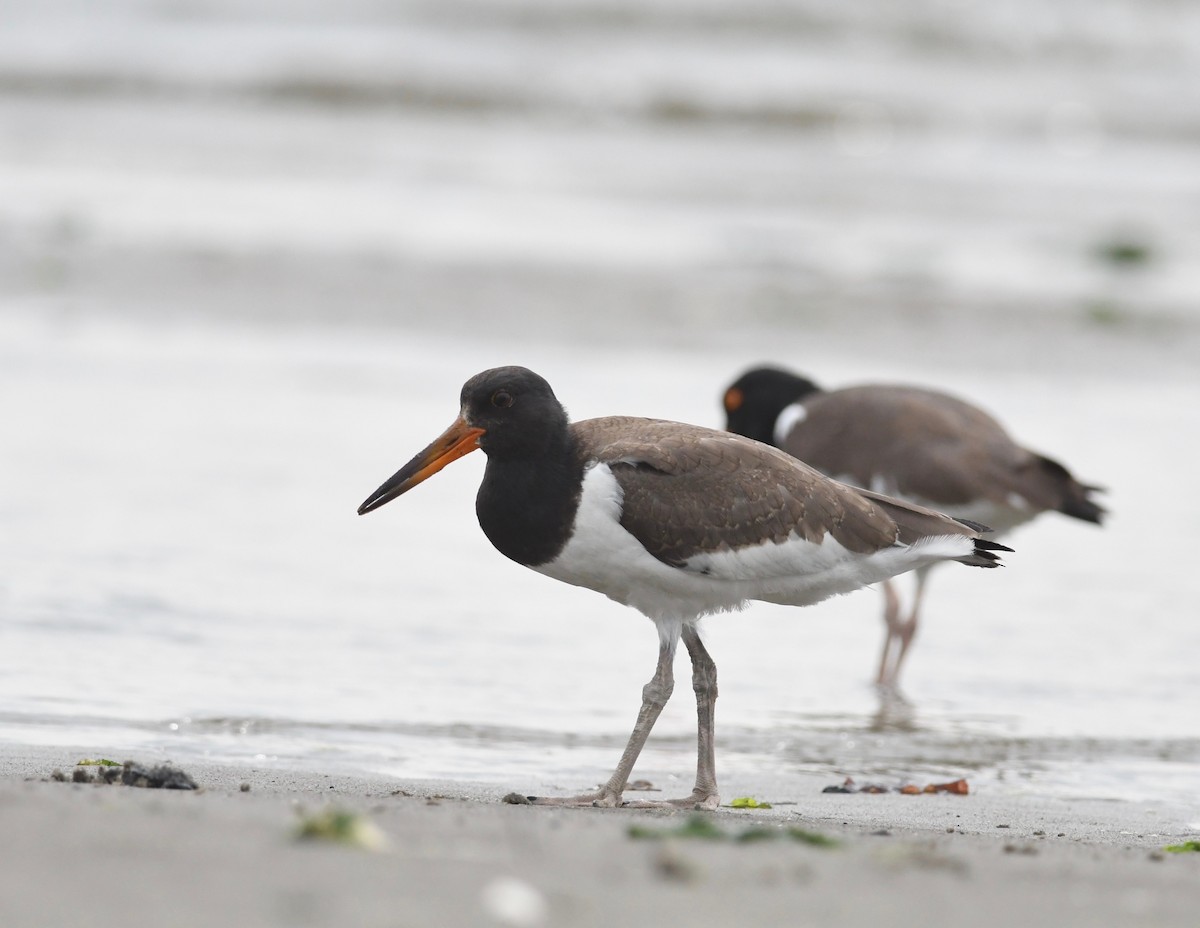 American Oystercatcher - ML597262881