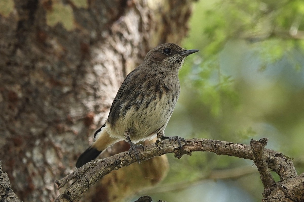 Abyssinian Wheatear - ML597263071