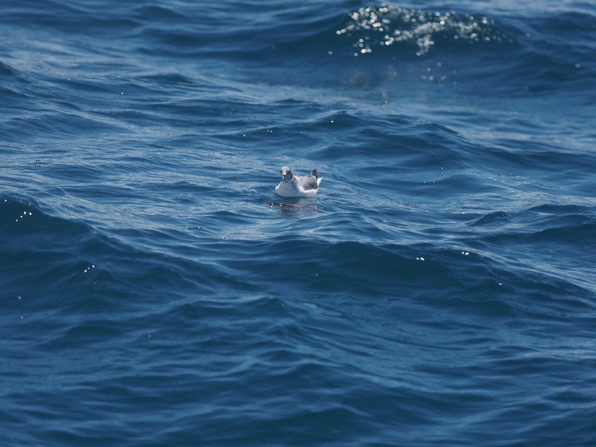 Sabine's Gull - ML597263351