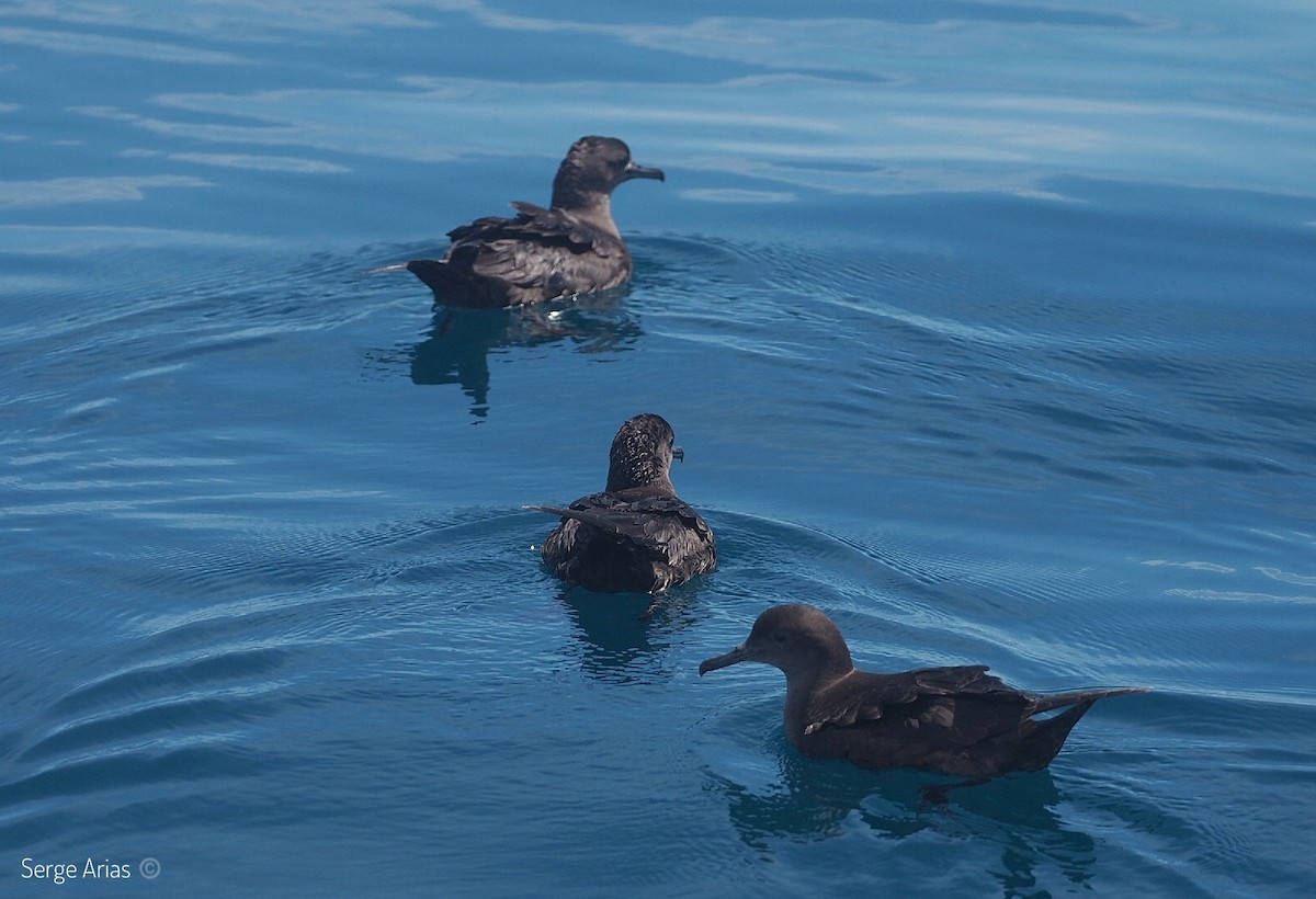 Sooty Shearwater - ML597263471