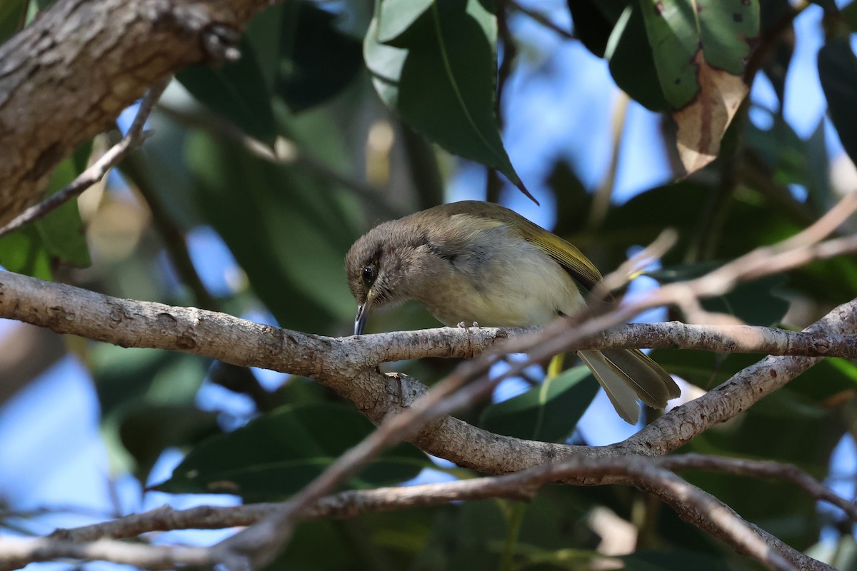 Brown Honeyeater - ML597263781