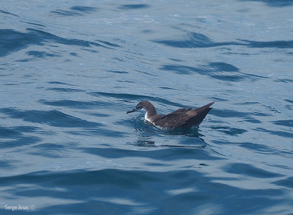 Galapagos Shearwater - ML597263811