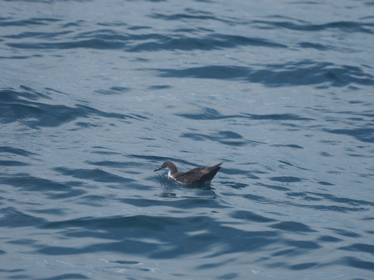 Pardela de Galápagos - ML597263821