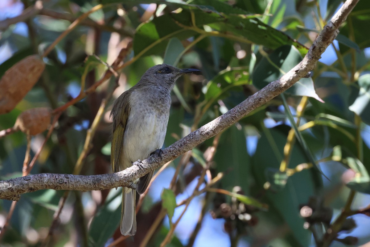 Brown Honeyeater - ML597263831