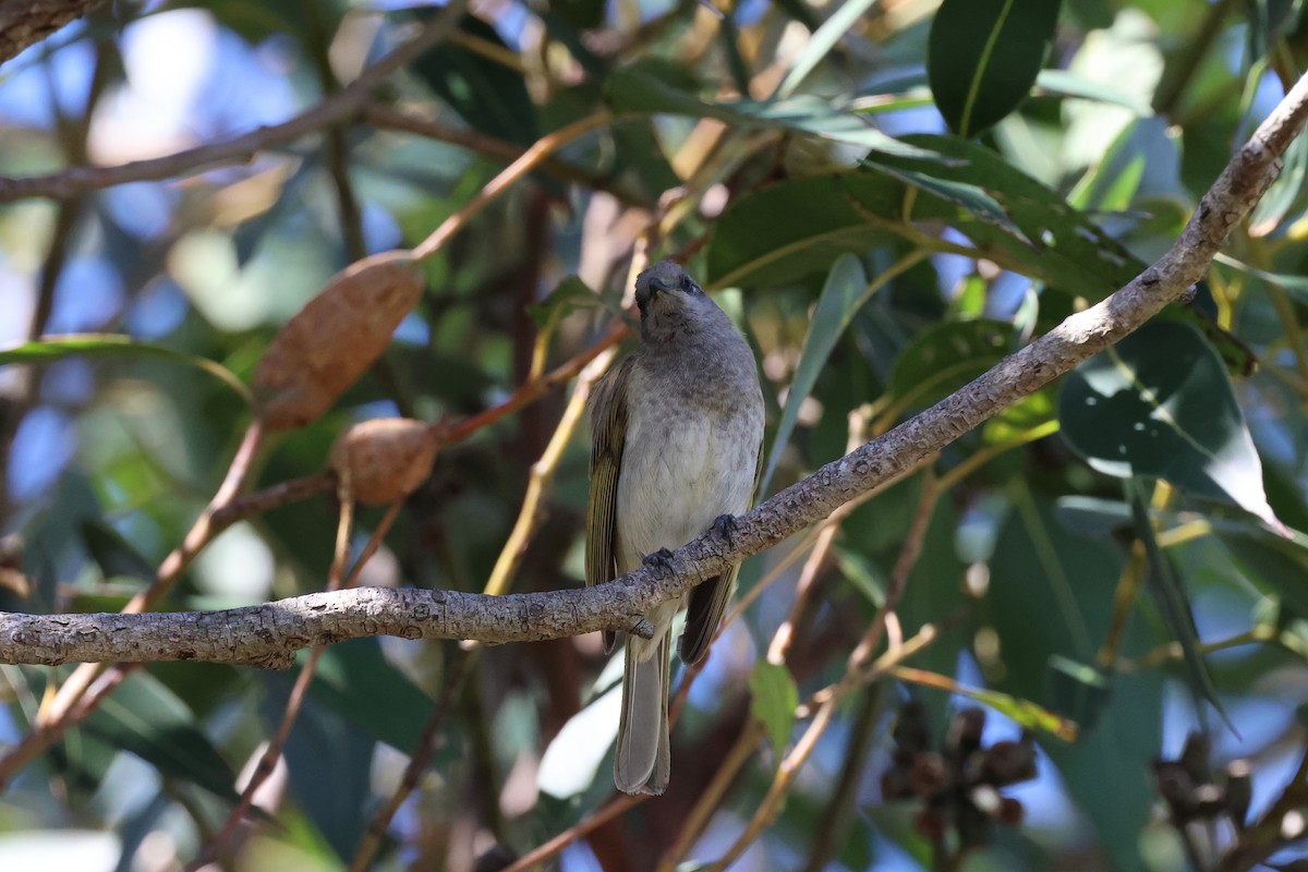 Brown Honeyeater - ML597263841