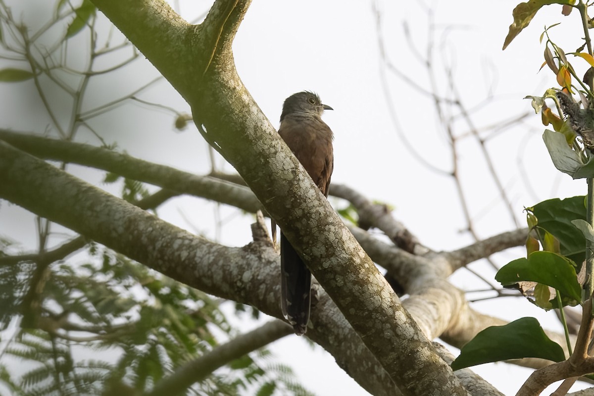 Brush Cuckoo (Sulawesi) - ML597265021
