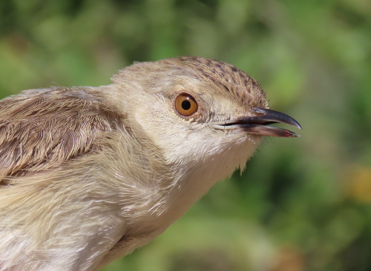 Graceful Prinia - ML597267821