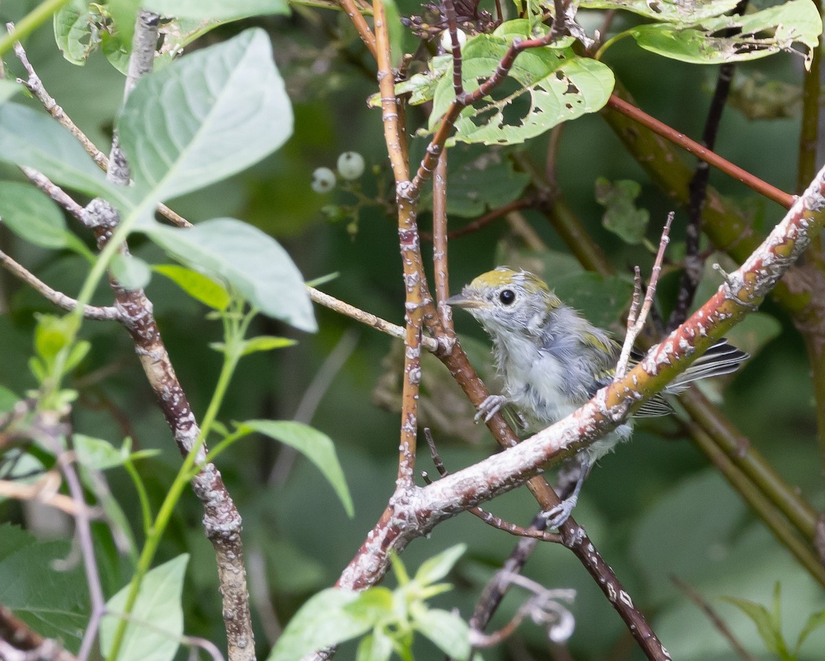 Chestnut-sided Warbler - ML597268431