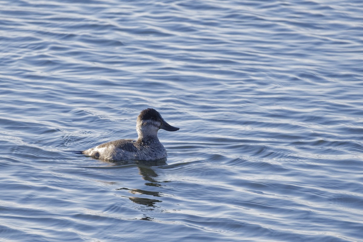 Ruddy Duck - ML597268911