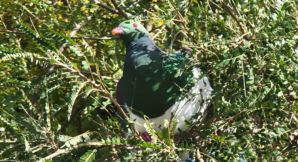 New Zealand Pigeon - Michael Dahlquist