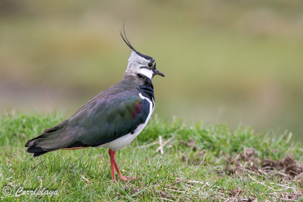 Northern Lapwing - Fernando del Valle