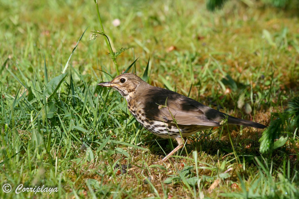 Song Thrush - ML597272071