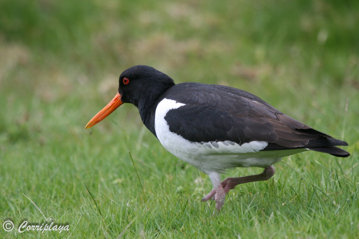 Eurasian Oystercatcher - ML597272081