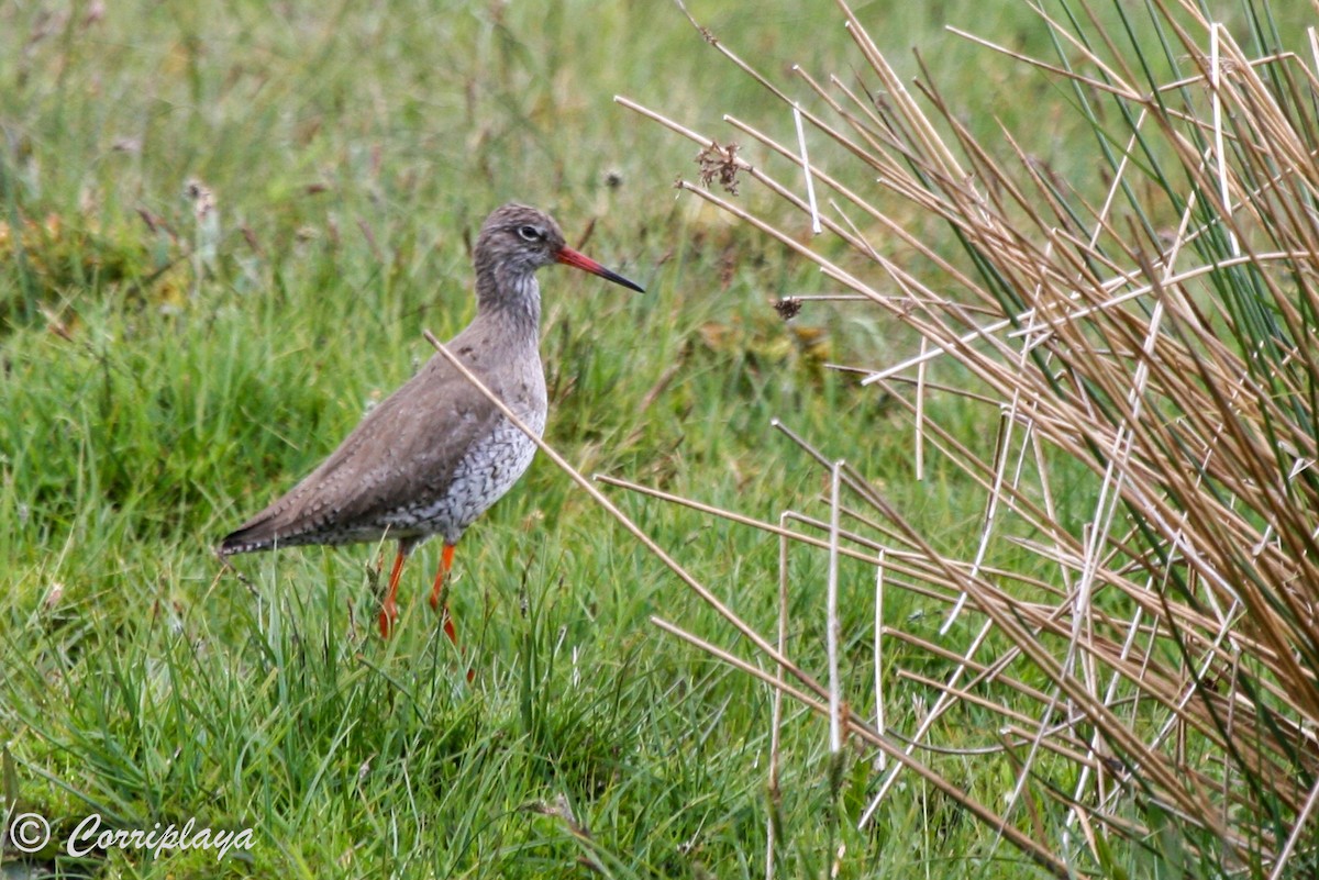 Common Redshank - ML597272091