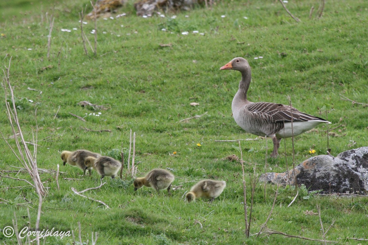 Graylag Goose - Fernando del Valle