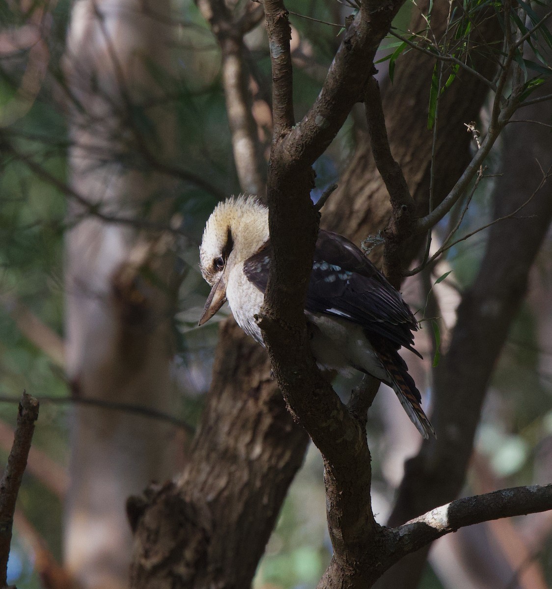 Laughing Kookaburra - ML597272321