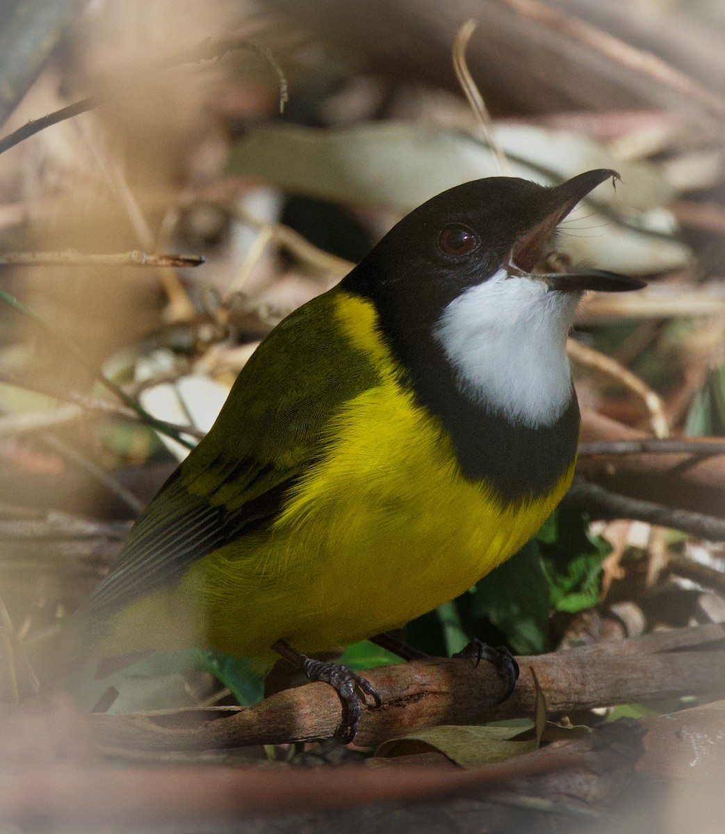 Golden Whistler - ML597272461