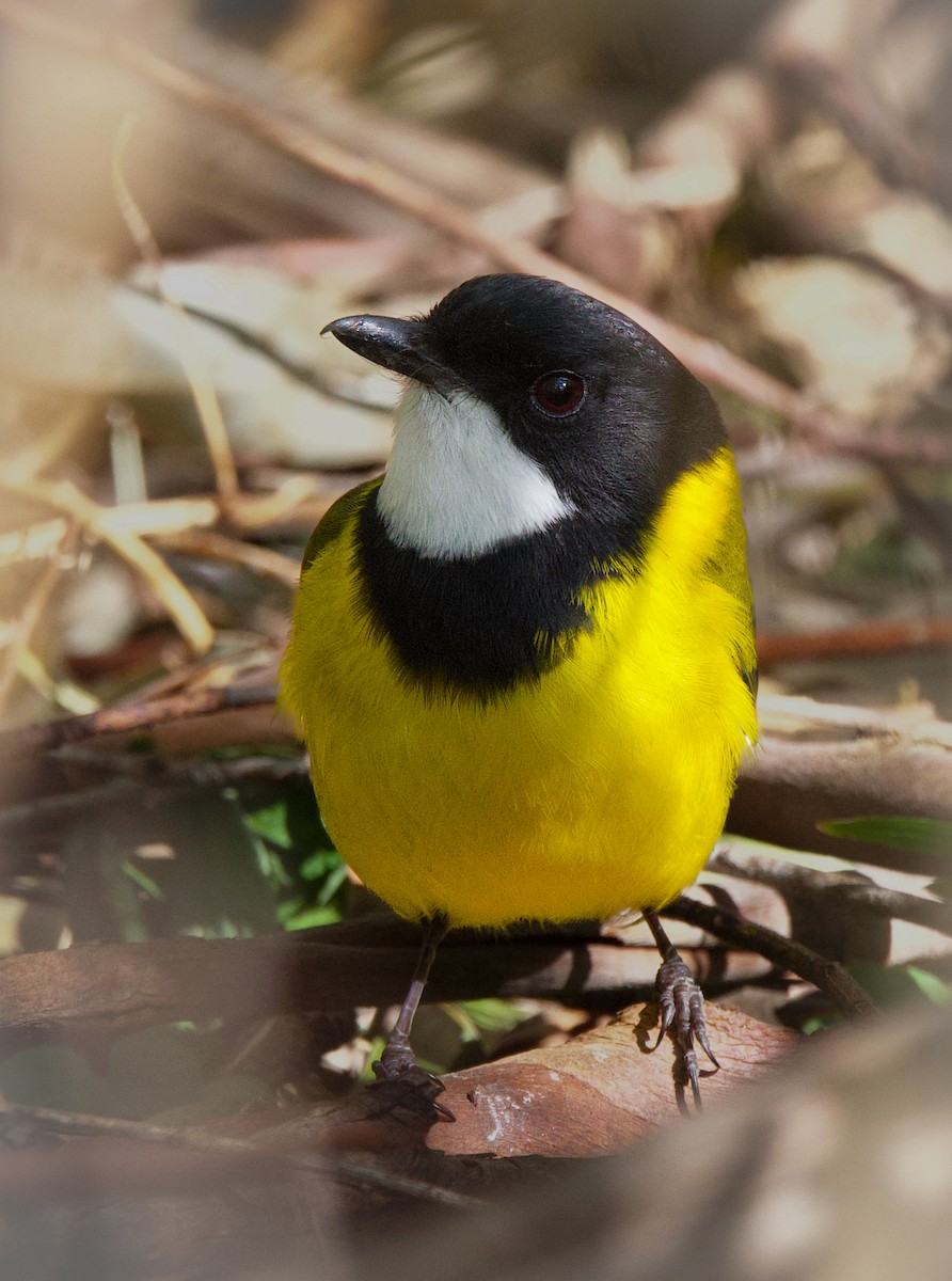 Golden Whistler - ML597272481