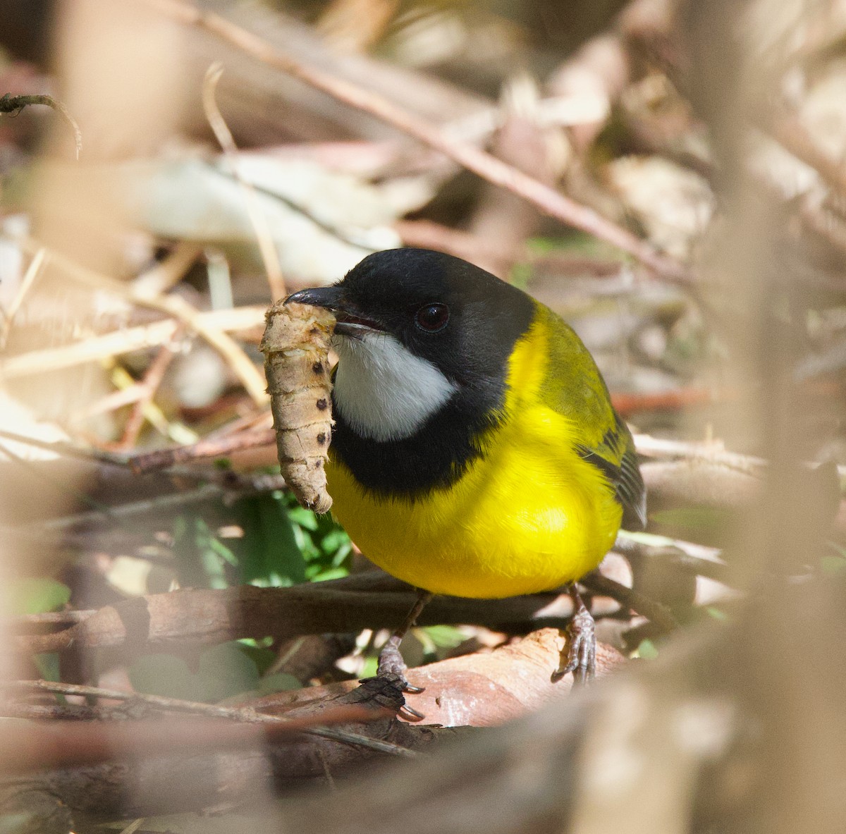 Golden Whistler - ML597272501