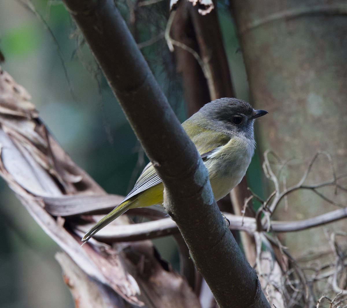 Golden Whistler - ML597272521