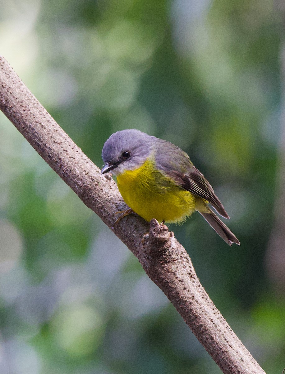 Eastern Yellow Robin - ML597272581