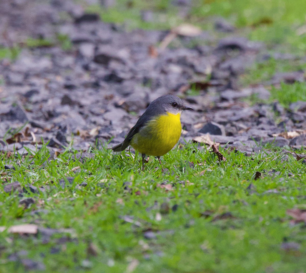 Eastern Yellow Robin - ML597272591