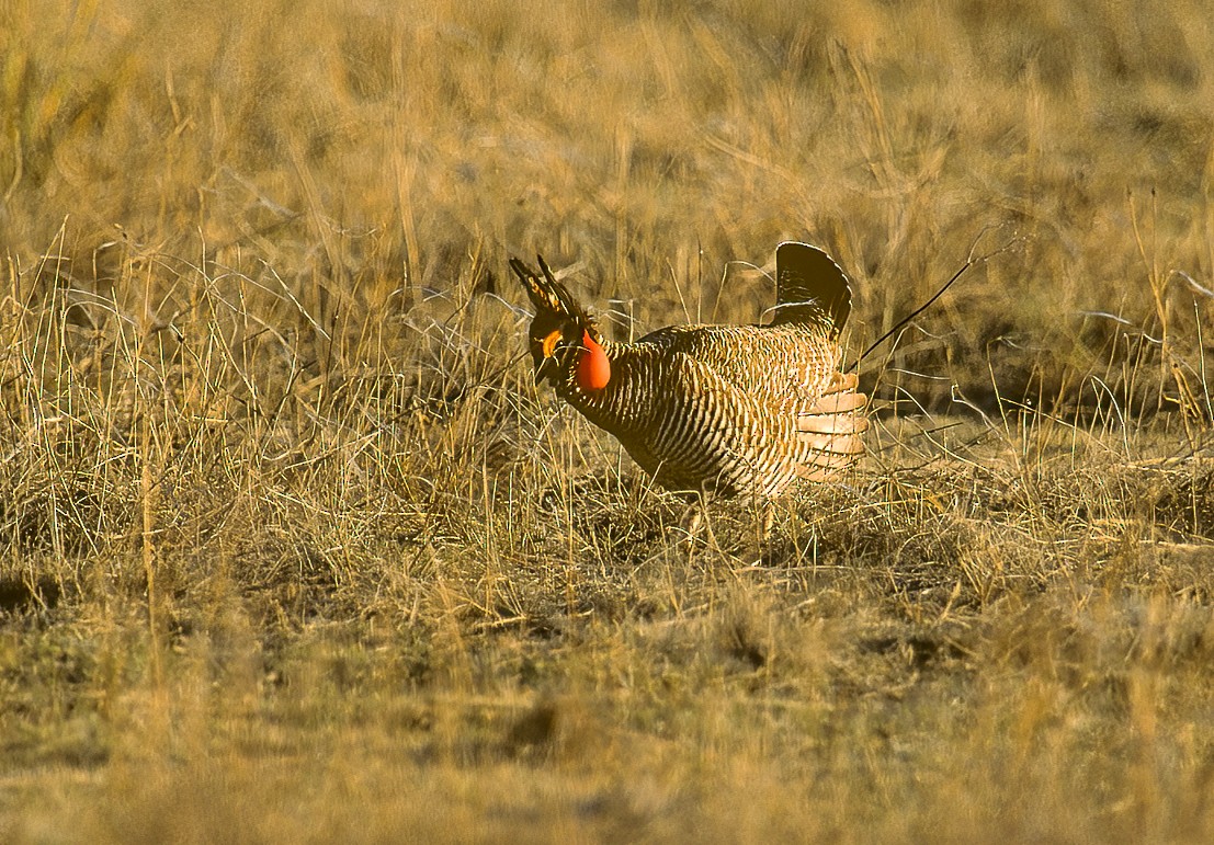 Lesser Prairie-Chicken - ML597273461