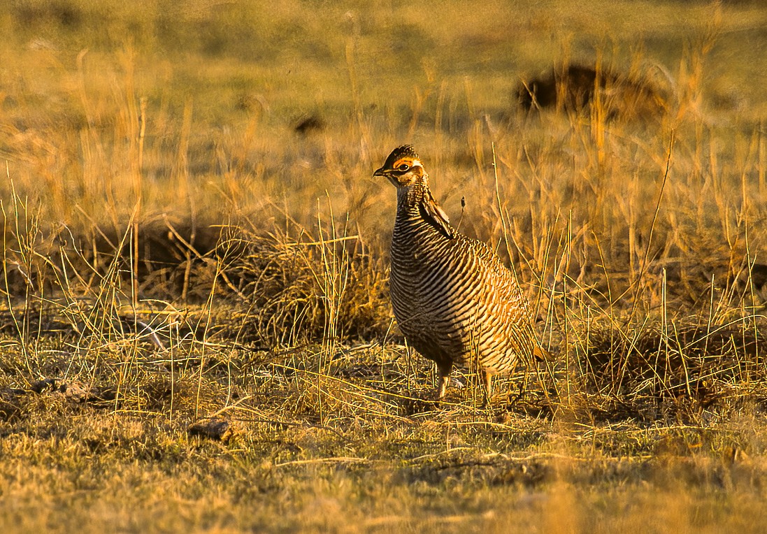 Lesser Prairie-Chicken - ML597273481