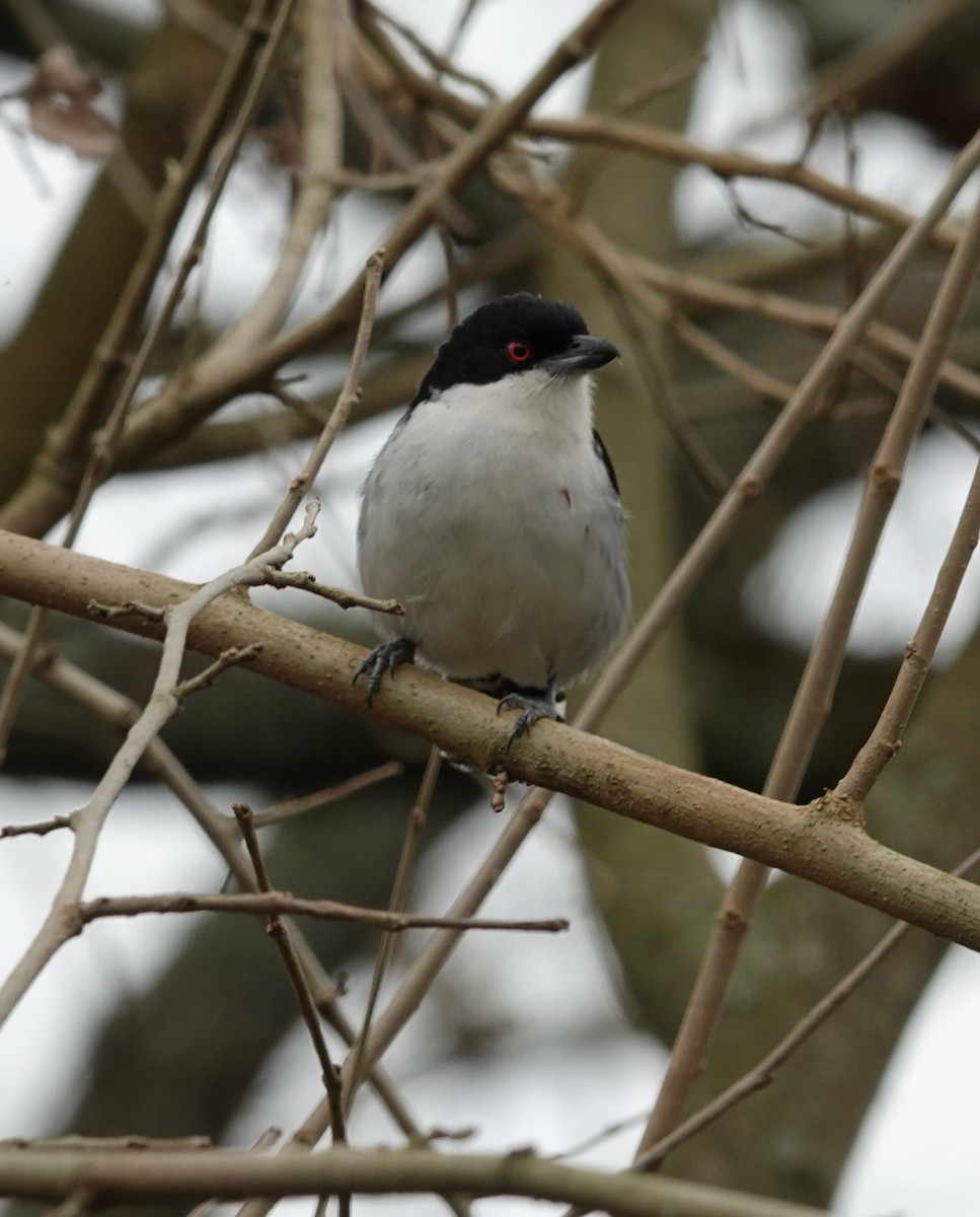 Great Antshrike - ML597274201