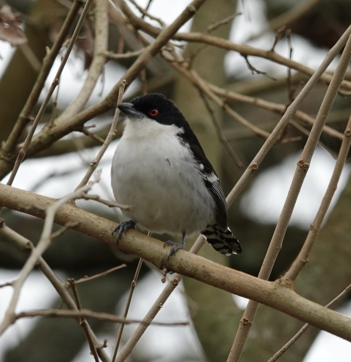 Great Antshrike - ML597274211