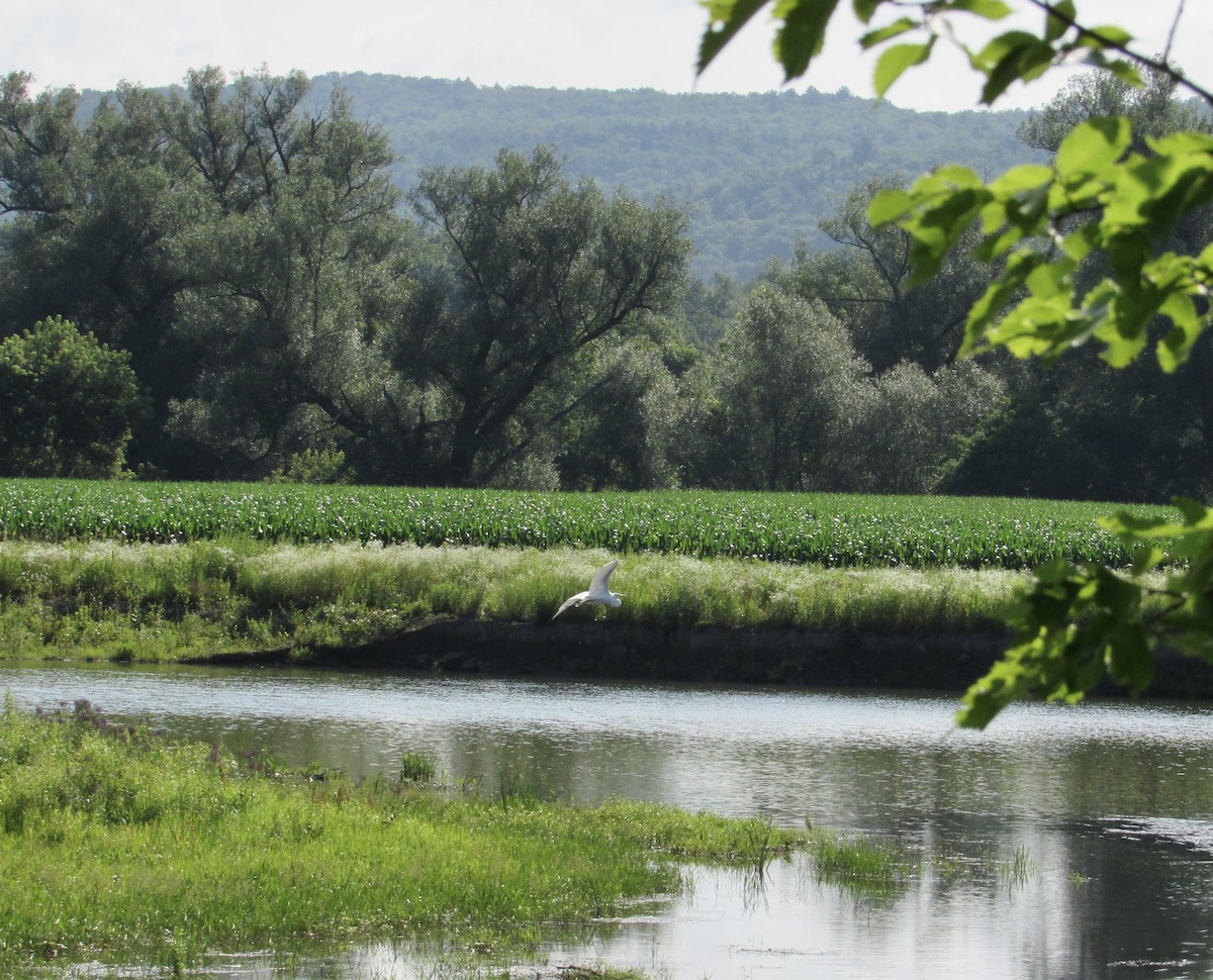 Great Egret - ML597274581