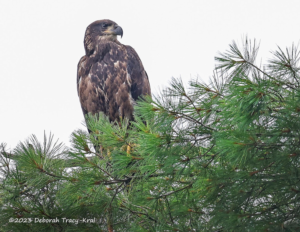 Bald Eagle - ML597274671