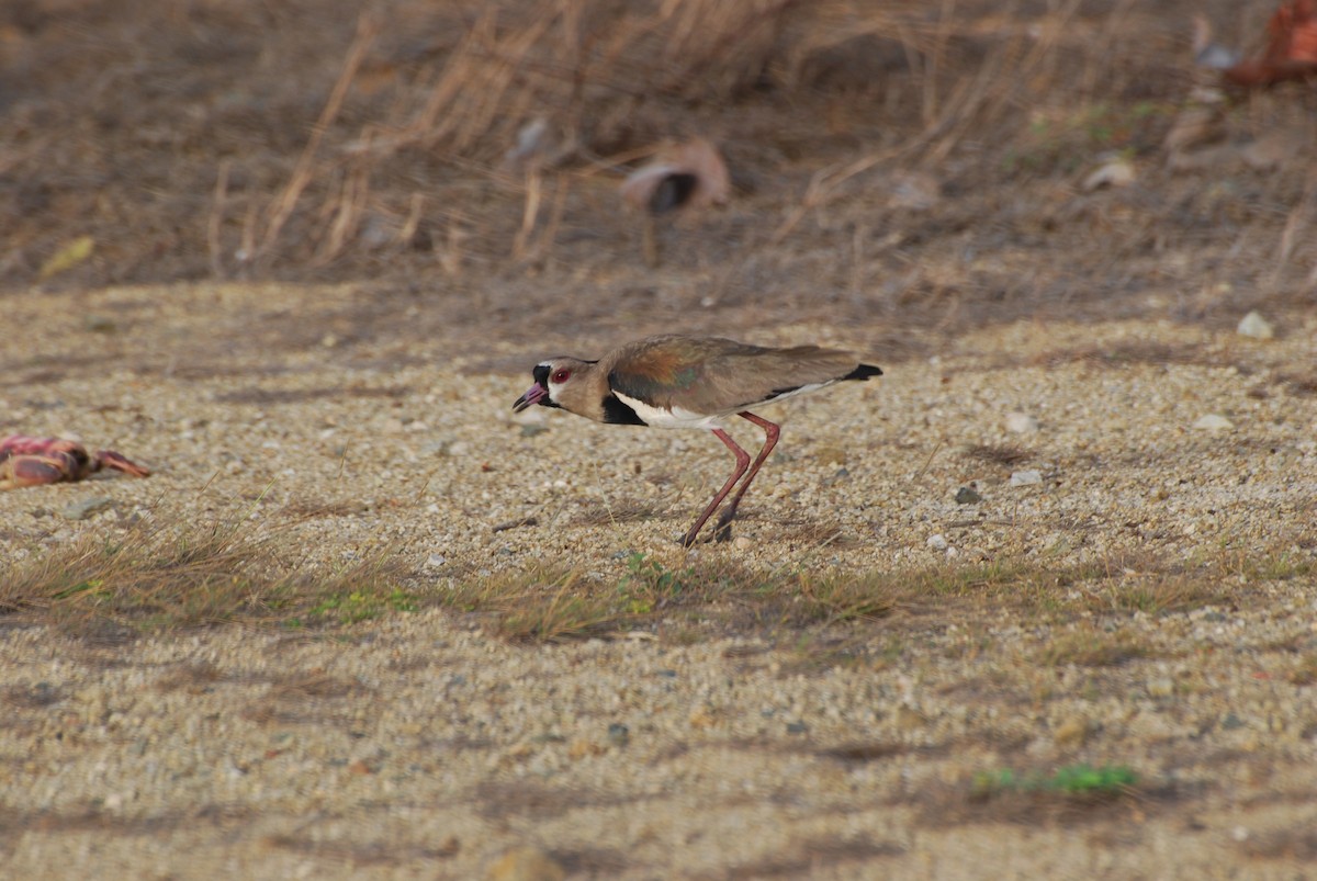 Southern Lapwing - Ryan Irvine