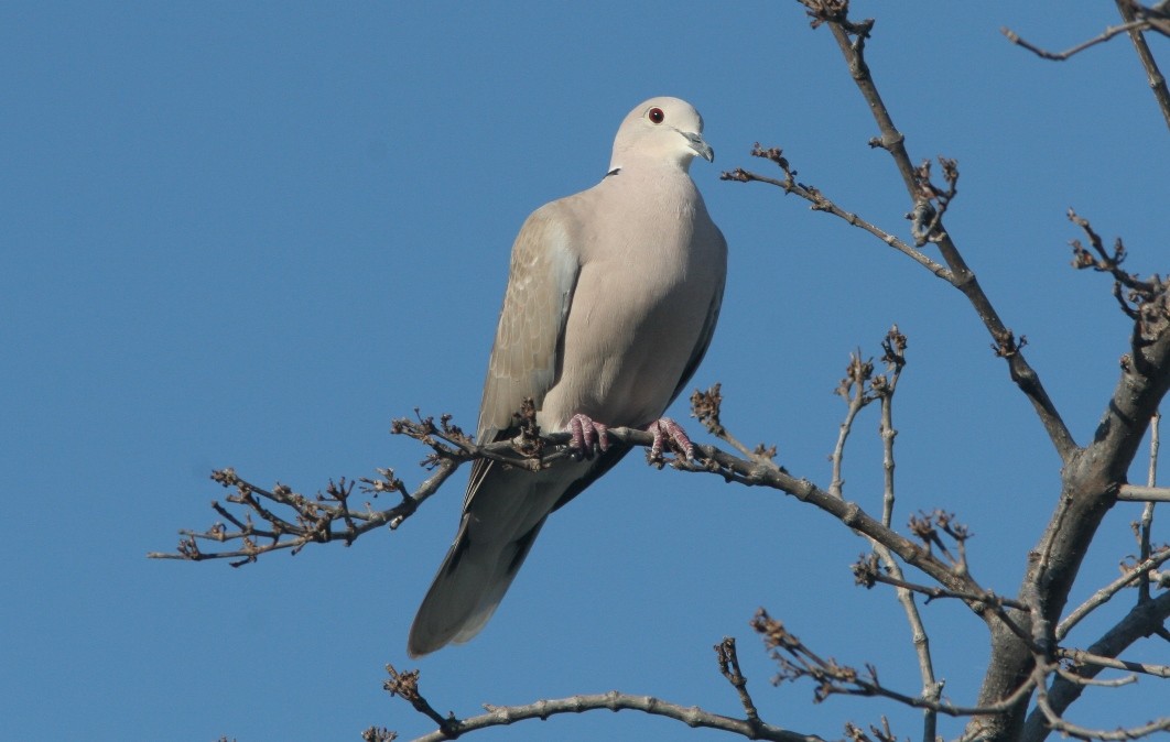 African Collared-Dove - ML59727511
